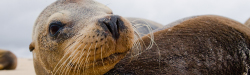 Galapagos Seal on the Beach
