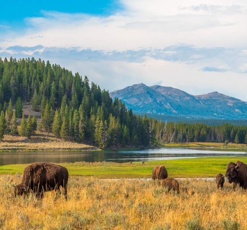 Classic Lodges & Parks of the West