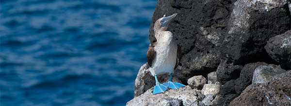 Baltra, Galapagos