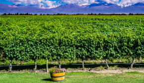 EJ Wine Regions of Argentina and Chile