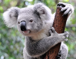 Koala in Australia