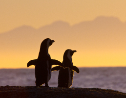 African Penguins