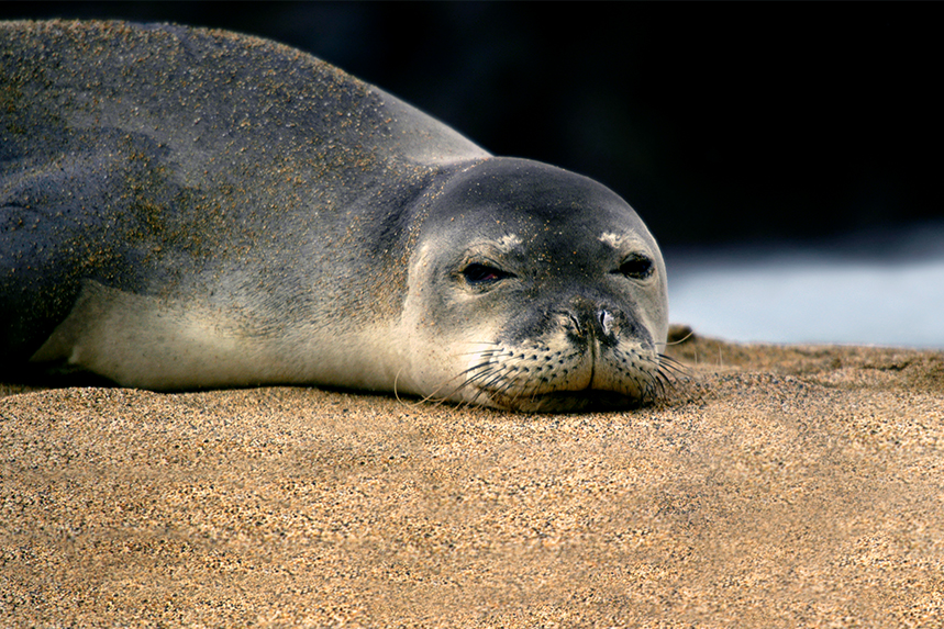 hawaiian monk seals