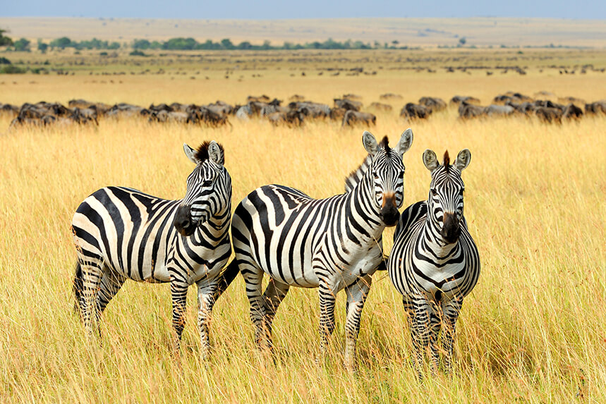 ej to south africa and victoria falls
