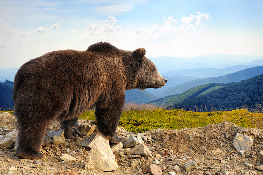 ncl alaska