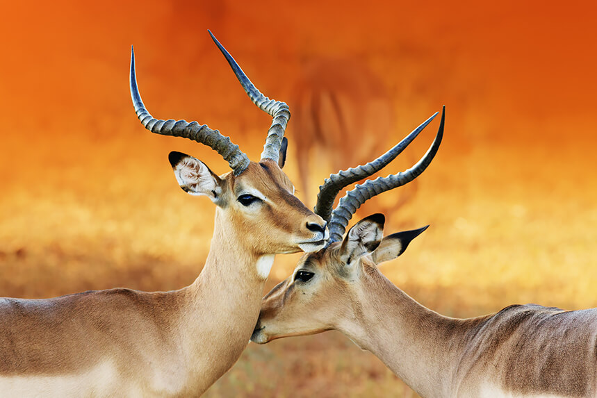 Africa