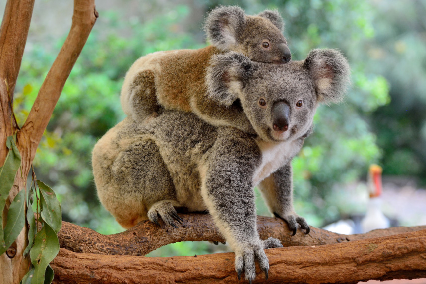 Australia & New Zealand