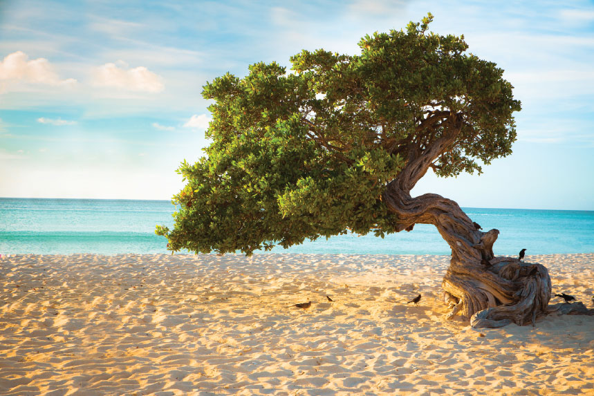 Caribbean
