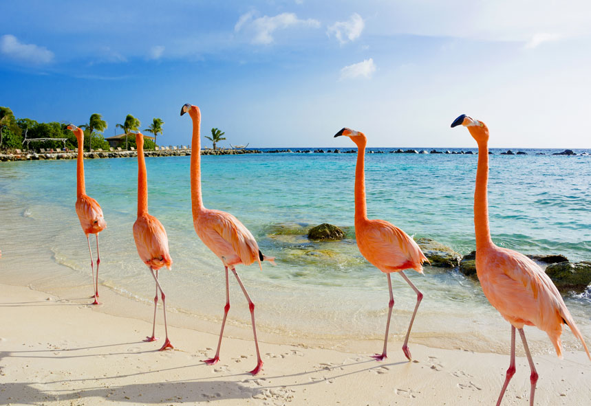 Caribbean
