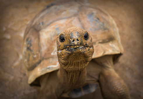 Galapagos Tortoise