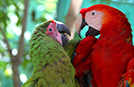 Parrots